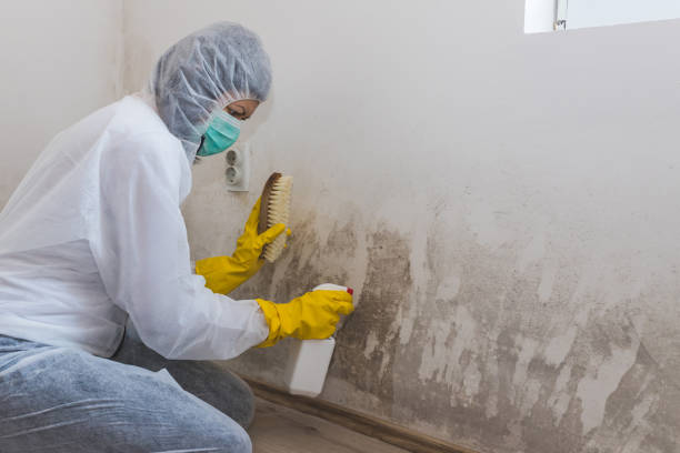 Best Attic Mold Removal  in Flat Rock, NC