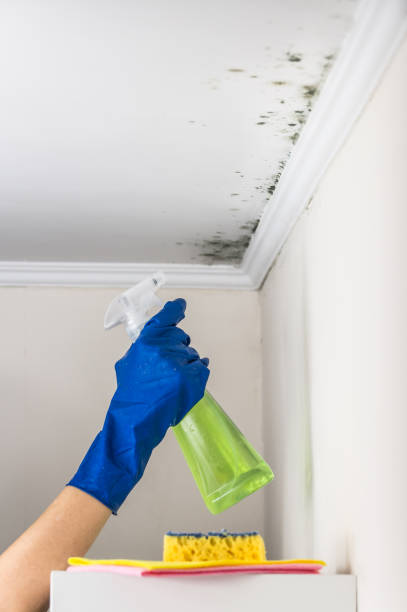 Attic Mold Removal in Flat Rock, NC